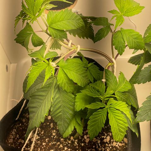 Tangie 1# growlog timeline photo