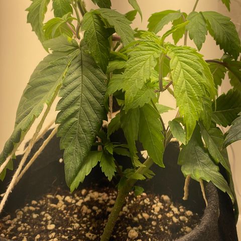 Tangie 1# growlog timeline photo