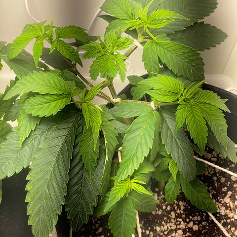 Tangie 2# growlog timeline photo
