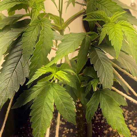 Tangie 2# growlog timeline photo