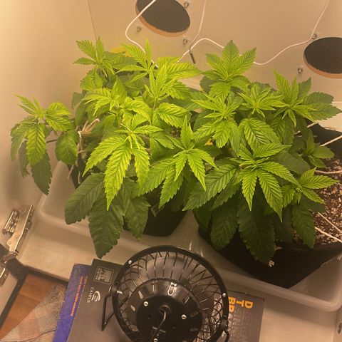 Tangie 1# growlog timeline photo