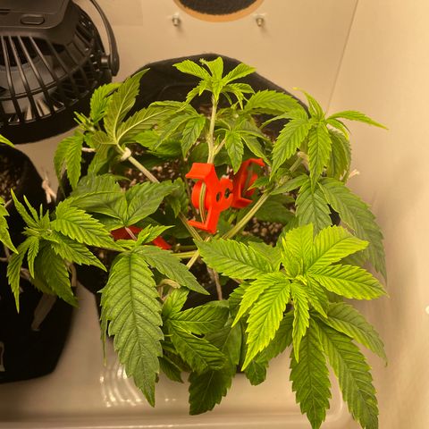 Tangie 2# growlog timeline photo