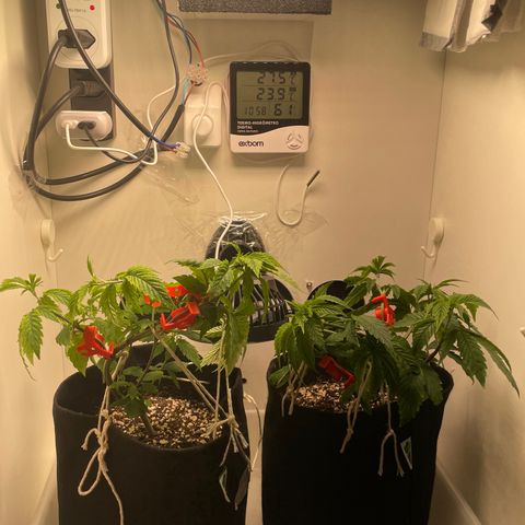 Tangie 2# growlog timeline photo