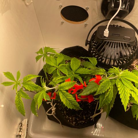 Tangie 1# growlog timeline photo