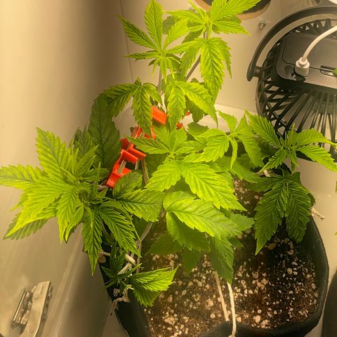 Tangie 1# growlog timeline photo