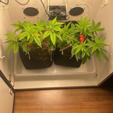 Tangie 1# growlog timeline photo