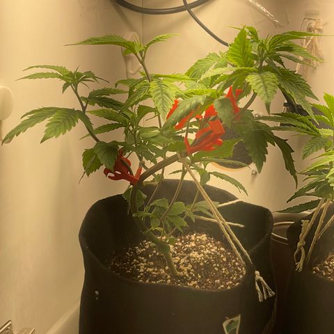 Tangie 1# growlog timeline photo