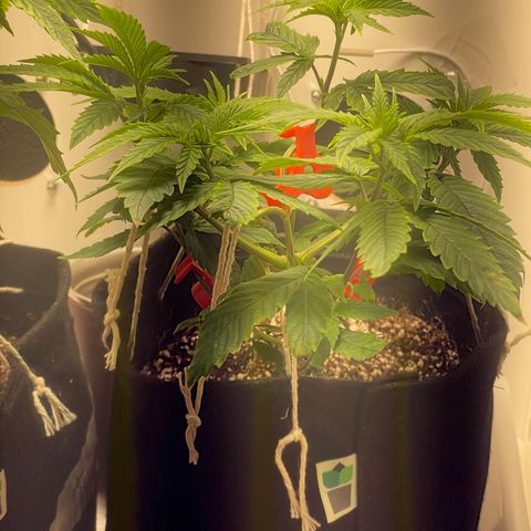 Tangie 2# growlog timeline photo