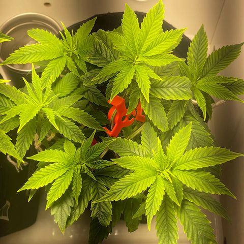 Tangie 2# growlog timeline photo