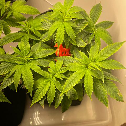 Tangie 2# growlog timeline photo