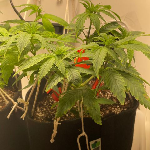 Tangie 2# growlog timeline photo
