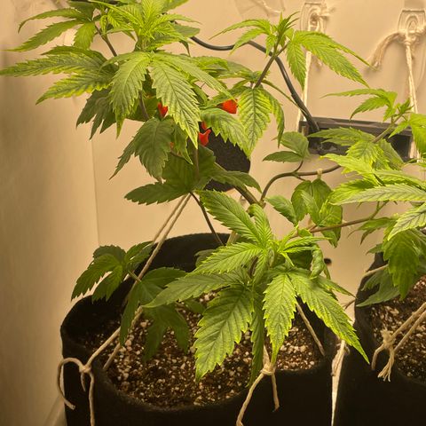 Tangie 1# growlog timeline photo