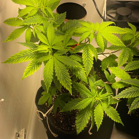 Tangie 1# growlog timeline photo