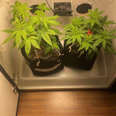 Tangie 1# growlog timeline photo