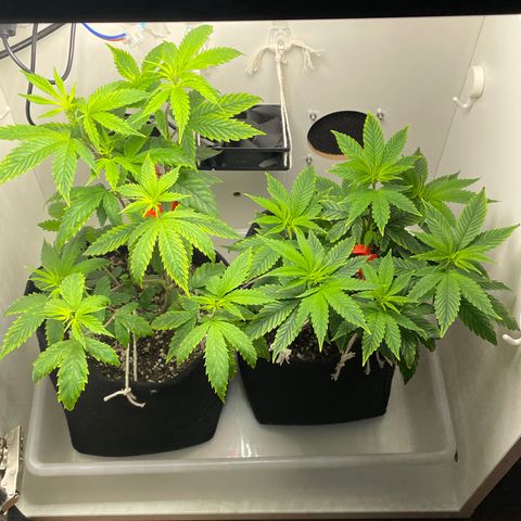 Tangie 1# growlog timeline photo