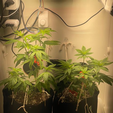 Tangie 1# growlog timeline photo