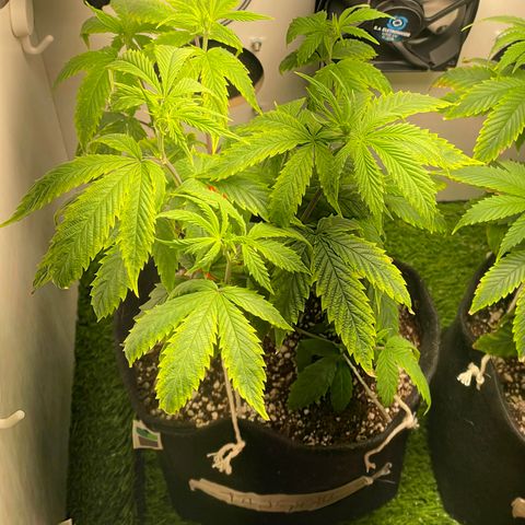 Tangie 1# growlog timeline photo