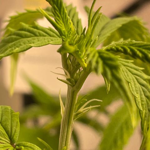 Tangie 1# growlog timeline photo