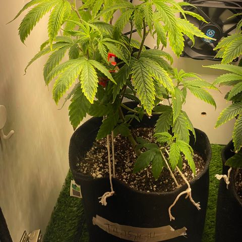 Tangie 1# growlog timeline photo