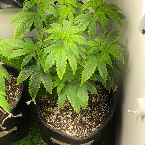 Tangie 2# growlog timeline photo