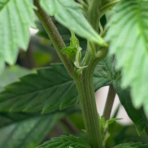 Tangie 2# growlog timeline photo