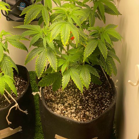 Tangie 2# growlog timeline photo