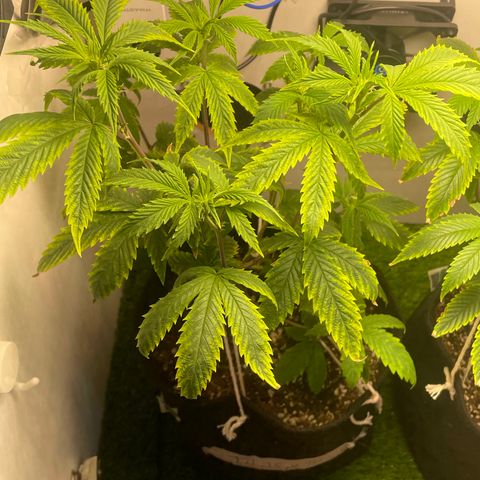 Tangie 1# growlog timeline photo