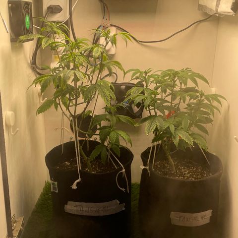 Tangie 1# growlog timeline photo