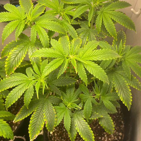 Tangie 2# growlog timeline photo