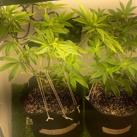 Tangie 1# growlog timeline photo