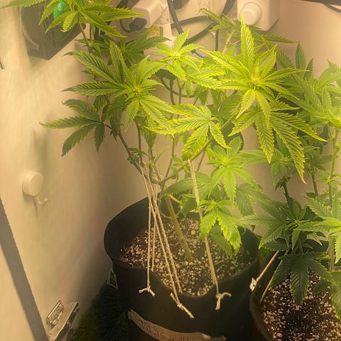 Tangie 1# growlog timeline photo