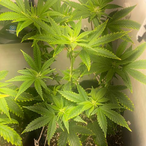 Tangie 2# growlog timeline photo
