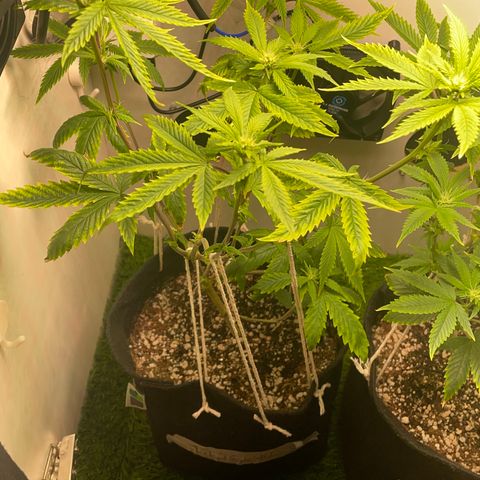 Tangie 1# growlog timeline photo