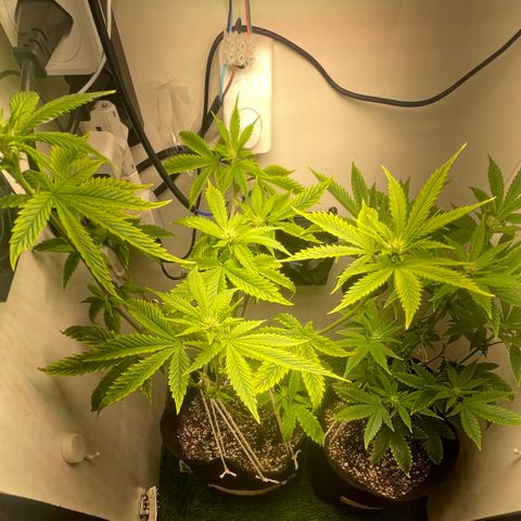 Tangie 2# growlog timeline photo