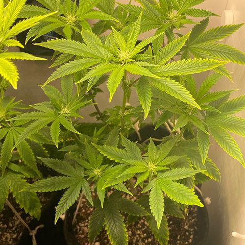 Tangie 2# growlog timeline photo