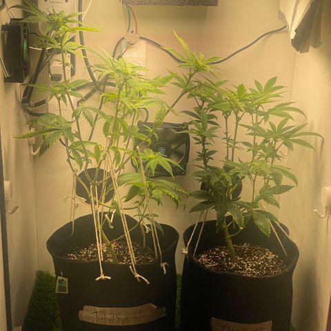 Tangie 2# growlog timeline photo