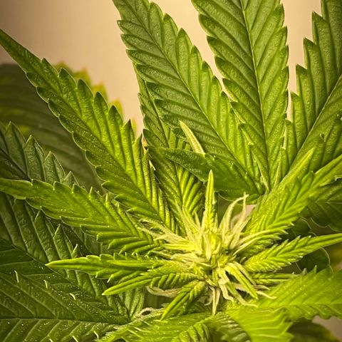 Tangie 2# growlog timeline photo
