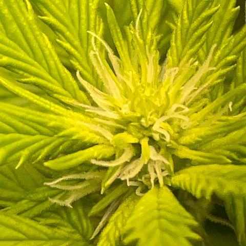 Tangie 1# growlog timeline photo