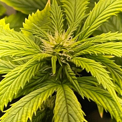 Tangie 1# growlog timeline photo