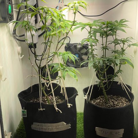 Tangie 1# growlog timeline photo