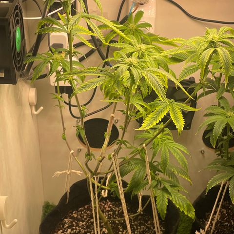 Tangie 1# growlog timeline photo