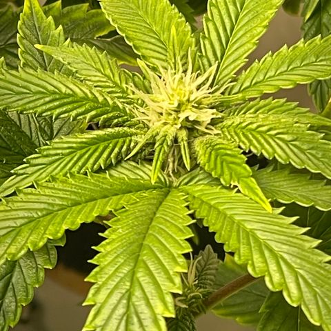 Tangie 2# growlog timeline photo