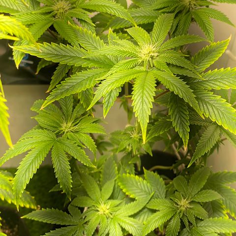 Tangie 2# growlog timeline photo