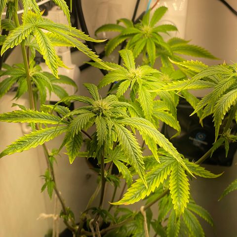 Tangie 1# growlog timeline photo