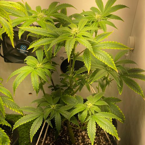 Tangie 2# growlog timeline photo