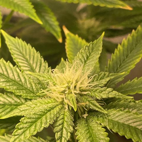 Tangie 1# growlog timeline photo