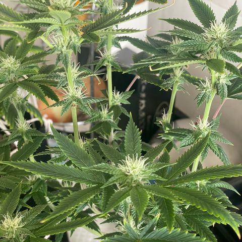 Tangie 1# growlog timeline photo