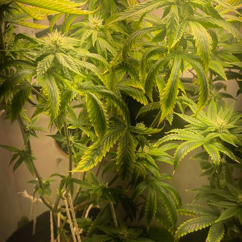 Tangie 1# growlog timeline photo