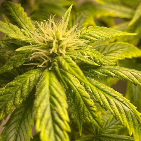Tangie 1# growlog timeline photo