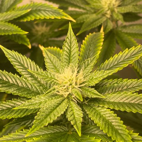 Tangie 2# growlog timeline photo